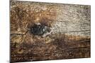 Wood Mount