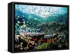 Madreporic Formation at Sipadan Island with Thousands of Little Chromis and Pseudanthias Fishes-Andrea Ferrari-Framed Stretched Canvas