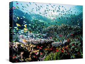 Madreporic Formation at Sipadan Island with Thousands of Little Chromis and Pseudanthias Fishes-Andrea Ferrari-Stretched Canvas