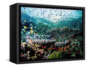 Madreporic Formation at Sipadan Island with Thousands of Little Chromis and Pseudanthias Fishes-Andrea Ferrari-Framed Stretched Canvas