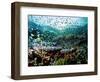 Madreporic Formation at Sipadan Island with Thousands of Little Chromis and Pseudanthias Fishes-Andrea Ferrari-Framed Premium Photographic Print