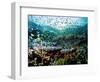 Madreporic Formation at Sipadan Island with Thousands of Little Chromis and Pseudanthias Fishes-Andrea Ferrari-Framed Premium Photographic Print