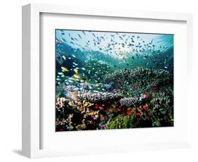 Madreporic Formation at Sipadan Island with Thousands of Little Chromis and Pseudanthias Fishes-Andrea Ferrari-Framed Premium Photographic Print