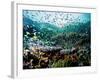 Madreporic Formation at Sipadan Island with Thousands of Little Chromis and Pseudanthias Fishes-Andrea Ferrari-Framed Photographic Print