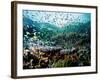 Madreporic Formation at Sipadan Island with Thousands of Little Chromis and Pseudanthias Fishes-Andrea Ferrari-Framed Photographic Print