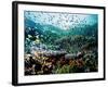 Madreporic Formation at Sipadan Island with Thousands of Little Chromis and Pseudanthias Fishes-Andrea Ferrari-Framed Photographic Print