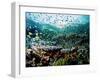 Madreporic Formation at Sipadan Island with Thousands of Little Chromis and Pseudanthias Fishes-Andrea Ferrari-Framed Photographic Print