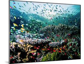 Madreporic Formation at Sipadan Island with Thousands of Little Chromis and Pseudanthias Fishes-Andrea Ferrari-Mounted Photographic Print