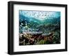 Madreporic Formation at Sipadan Island with Thousands of Little Chromis and Pseudanthias Fishes-Andrea Ferrari-Framed Photographic Print