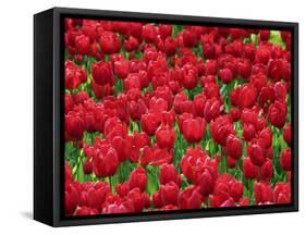 Madrid, Tulips, Spain-David Bank-Framed Stretched Canvas