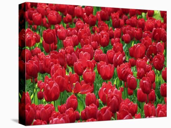Madrid, Tulips, Spain-David Bank-Stretched Canvas