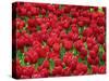 Madrid, Tulips, Spain-David Bank-Stretched Canvas