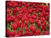 Madrid, Tulips, Spain-David Bank-Stretched Canvas