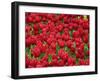 Madrid, Tulips, Spain-David Bank-Framed Premium Photographic Print