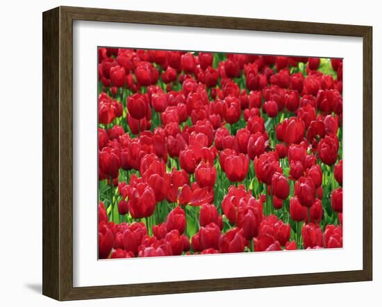 Madrid, Tulips, Spain-David Bank-Framed Photographic Print