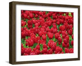 Madrid, Tulips, Spain-David Bank-Framed Photographic Print