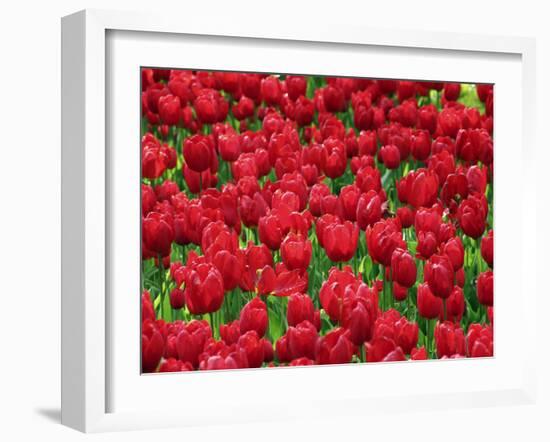 Madrid, Tulips, Spain-David Bank-Framed Photographic Print