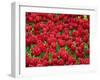 Madrid, Tulips, Spain-David Bank-Framed Photographic Print