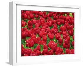 Madrid, Tulips, Spain-David Bank-Framed Photographic Print