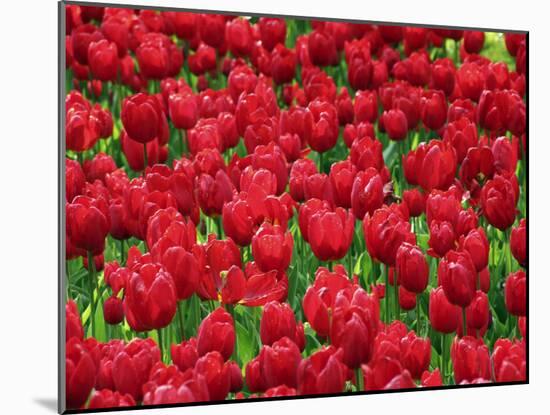 Madrid, Tulips, Spain-David Bank-Mounted Photographic Print