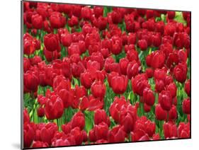 Madrid, Tulips, Spain-David Bank-Mounted Photographic Print