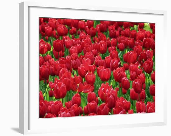 Madrid, Tulips, Spain-David Bank-Framed Photographic Print