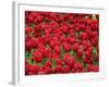 Madrid, Tulips, Spain-David Bank-Framed Photographic Print