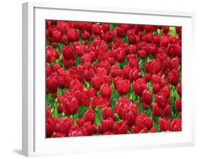 Madrid, Tulips, Spain-David Bank-Framed Photographic Print