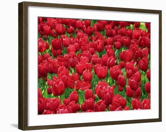 Madrid, Tulips, Spain-David Bank-Framed Photographic Print