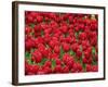 Madrid, Tulips, Spain-David Bank-Framed Photographic Print