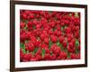 Madrid, Tulips, Spain-David Bank-Framed Photographic Print