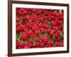 Madrid, Tulips, Spain-David Bank-Framed Photographic Print