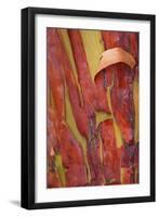 Madrona Bark I-Kathy Mahan-Framed Photographic Print