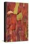 Madrona Bark II-Kathy Mahan-Stretched Canvas