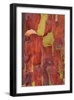 Madrona Bark II-Kathy Mahan-Framed Photographic Print