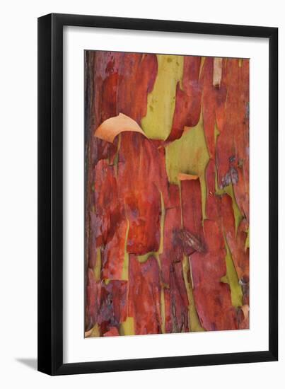 Madrona Bark II-Kathy Mahan-Framed Photographic Print