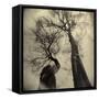 Madrona Trees by Kevin Cruff-Kevin Cruff-Framed Stretched Canvas