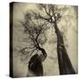 Madrona Trees by Kevin Cruff-Kevin Cruff-Stretched Canvas