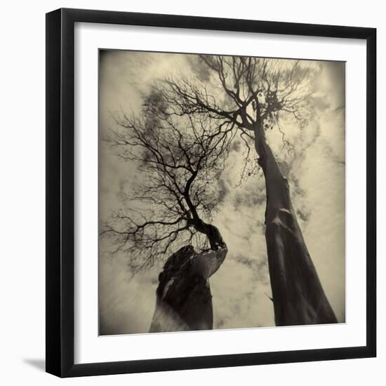 Madrona Trees by Kevin Cruff-Kevin Cruff-Framed Photographic Print
