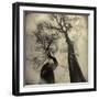 Madrona Trees by Kevin Cruff-Kevin Cruff-Framed Photographic Print