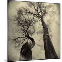 Madrona Trees by Kevin Cruff-Kevin Cruff-Mounted Photographic Print