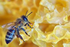 A Bee on A Honeycomb-mady70-Photographic Print