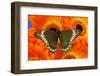 Madyes Swallowtail Butterfly, Battus Madyes Buechi Wings Open-Darrell Gulin-Framed Photographic Print