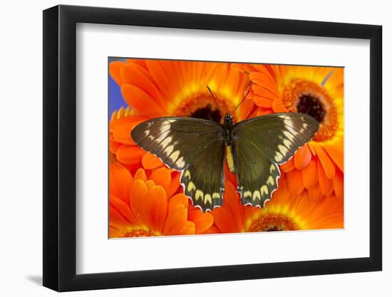 Madyes Swallowtail Butterfly, Battus Madyes Buechi Wings Open-Darrell Gulin-Framed Photographic Print