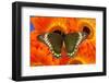 Madyes Swallowtail Butterfly, Battus Madyes Buechi Wings Open-Darrell Gulin-Framed Photographic Print