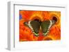 Madyes Swallowtail Butterfly, Battus Madyes Buechi Wings Open-Darrell Gulin-Framed Photographic Print