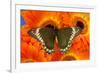 Madyes Swallowtail Butterfly, Battus Madyes Buechi Wings Open-Darrell Gulin-Framed Photographic Print