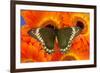 Madyes Swallowtail Butterfly, Battus Madyes Buechi Wings Open-Darrell Gulin-Framed Photographic Print