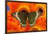 Madyes Swallowtail Butterfly, Battus Madyes Buechi Wings Open-Darrell Gulin-Framed Photographic Print