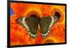 Madyes Swallowtail Butterfly, Battus Madyes Buechi Wings Open-Darrell Gulin-Framed Photographic Print